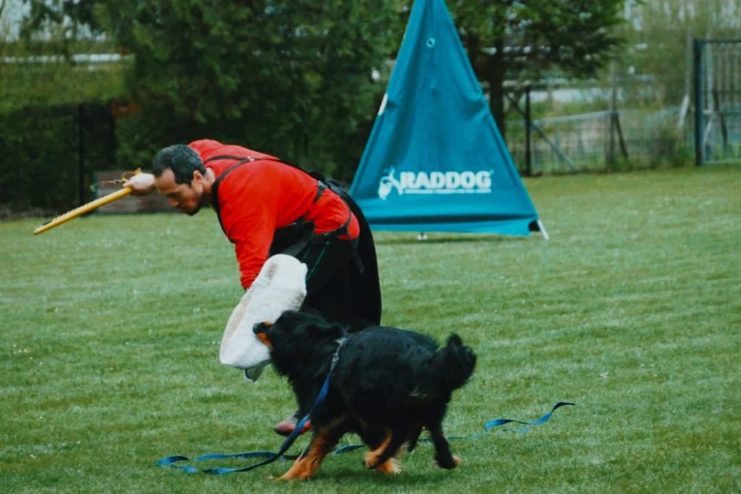 Ehrlichkeit statt Ausreden: Warum wir zum Leistungsprofil unserer Gebrauchshunde stehen sollten