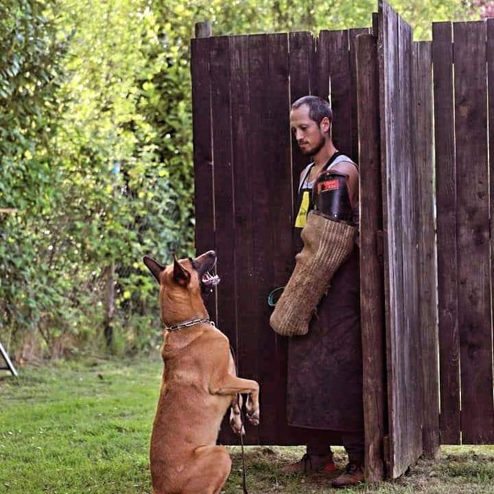 Wenn Bilder täuschen – warum viele Menschen Gebrauchshundesport mit Diensthundearbeit gleichsetzen